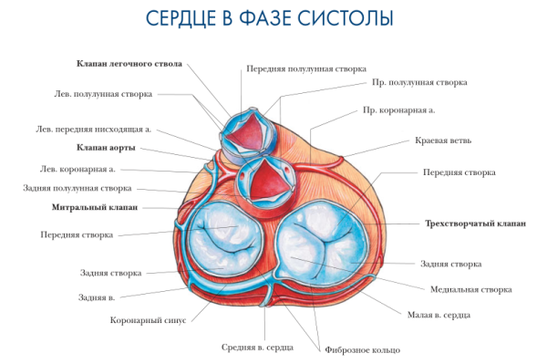 Строение клапанов сердца анатомия