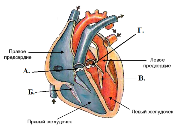 Строение сердца двустворчатый клапан