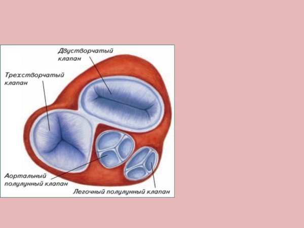 Клапаны сердца створчатые и полулунные