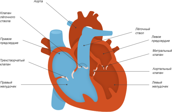 Строение сердца клапаны желудочки