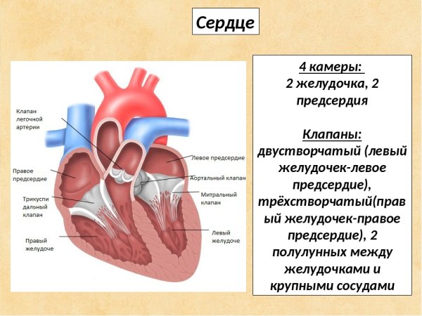 Основные структуры, образующие клапанный аппарат сердца