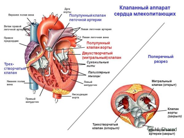 Клапаны сердца человека анатомия