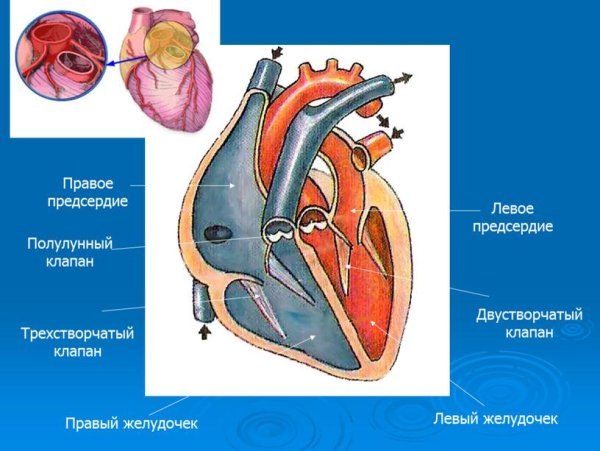 Функция сердечных клапанов