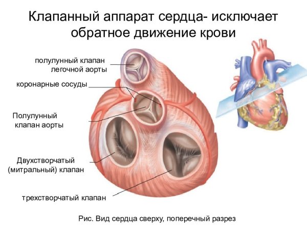 Строение клапанов сердца анатомия