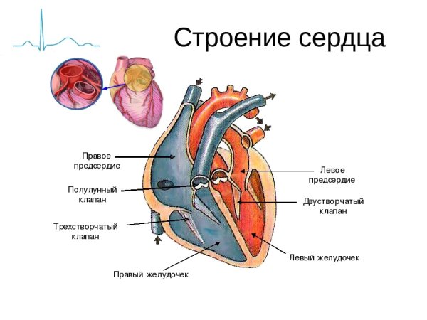 Полулунный клапан анатомия сердца-