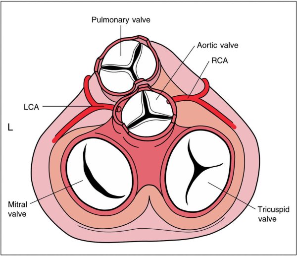Предсердно желудочковые клапаны сердца