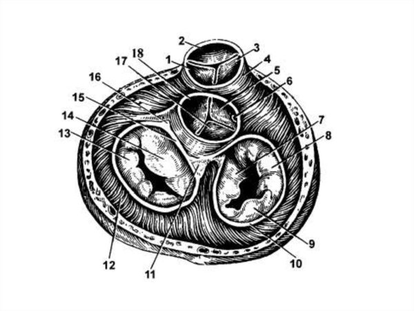 Строение сердца двустворчатый клапан