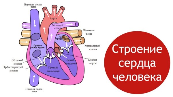 Строение сердца схема полулунный