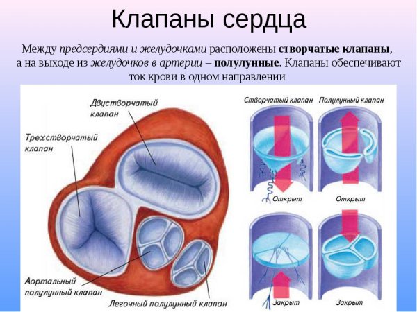 Клапаны сердца анатомия схема