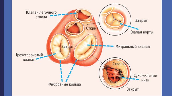 Аортальный клапан сердца анатомия