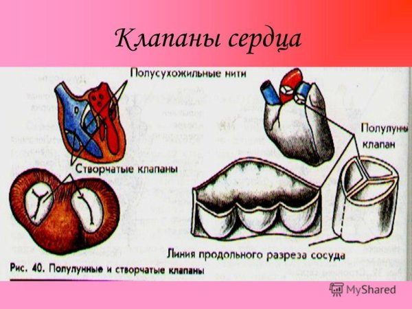 Строение сердца клапаны сосуды