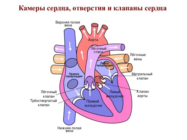 Эндокард сердца анатомия