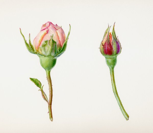 Carolyn Jenkins - Ботаническая живопись