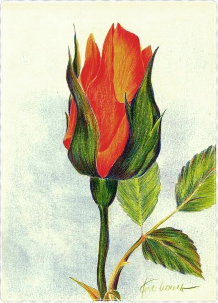 Цветы цветными карандашами