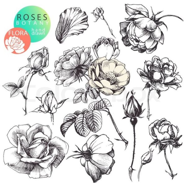 Бутоны цветов стилизованные