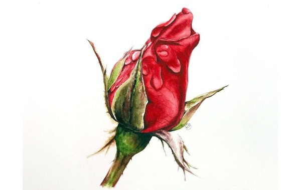 Картина бутон розы