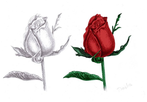 Роза рисунок