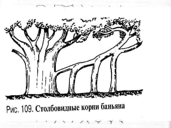 Корни-подпорки (столбовидные корни)