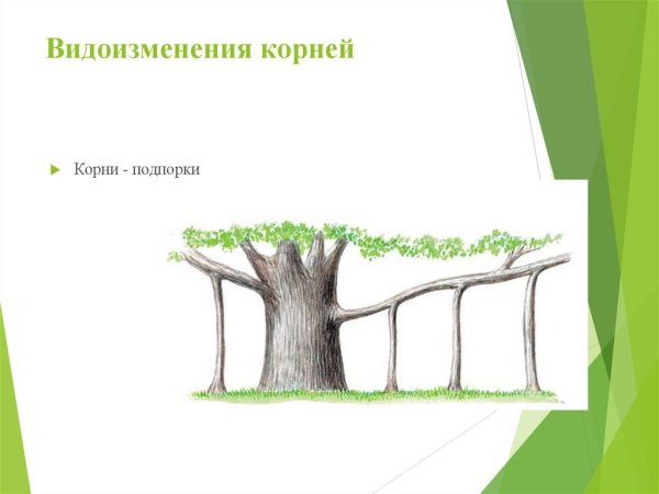 Опорные корни Баньян