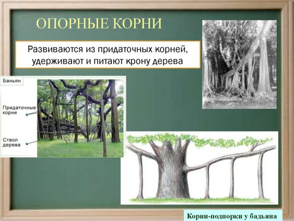 Видоизменения корней столбовидные корни