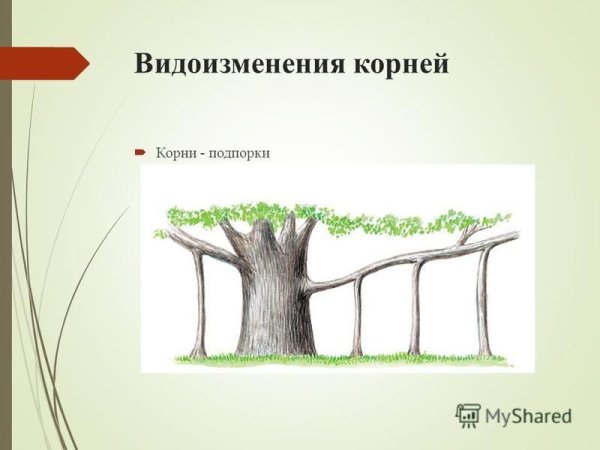 Функции столбовидных корней