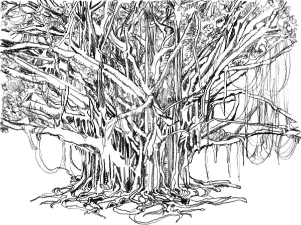 Воздушные корни чб