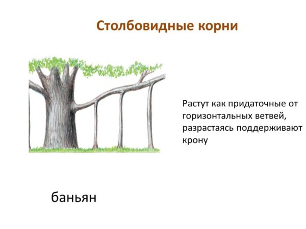Корни-подпорки (столбовидные корни)