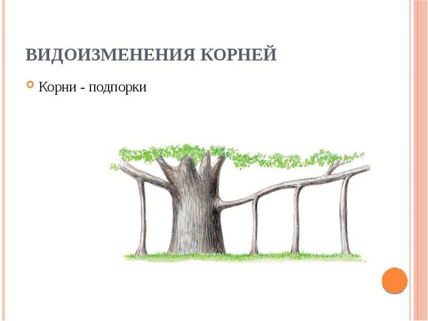 Ходульные корни подпорки