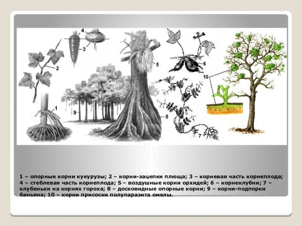 Придаточные корни баньяна