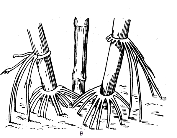 Столбовидные корни баньяна