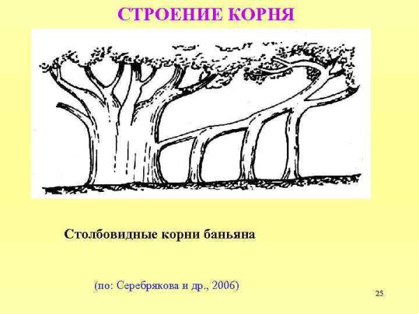 Корни подпорки Баньян рисунок