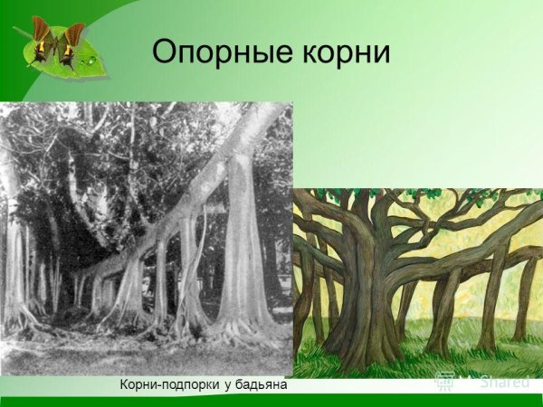 Корни подпорки