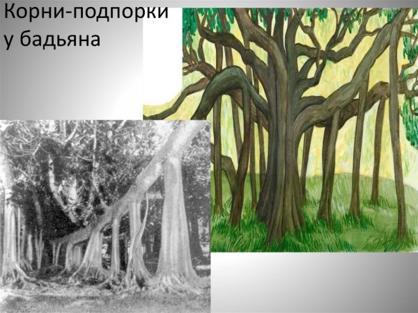 Ходульные корни видоизменения