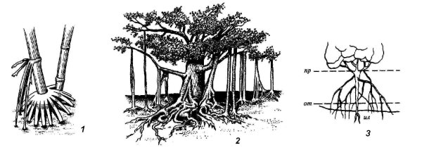 Корни подпорки функции