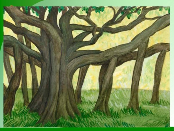 Опорные ходульные корни