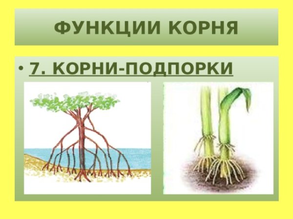 Корни подпорки функции