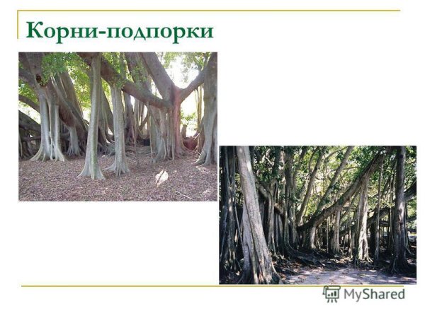 Видоизменения корней ходульные корни