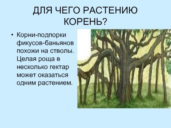 Ходильные корни икорни подпорки