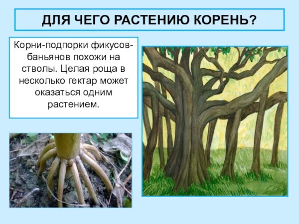 Корни подпорки корни прицепки