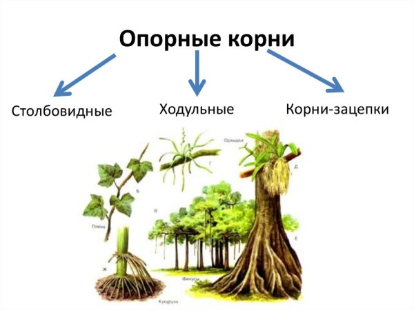 Столбовидные корни (фикус-Баньян)