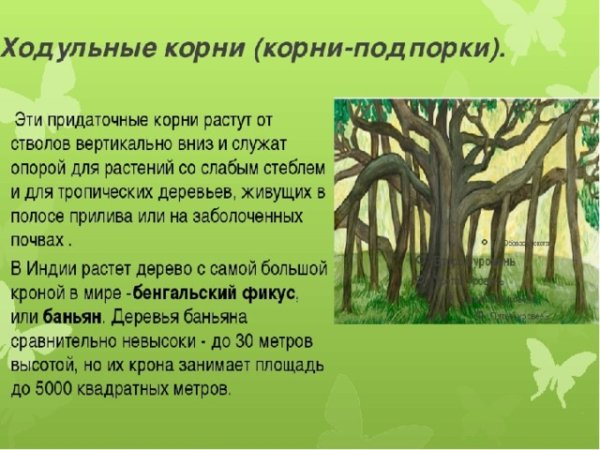 Опорные ходульные корни