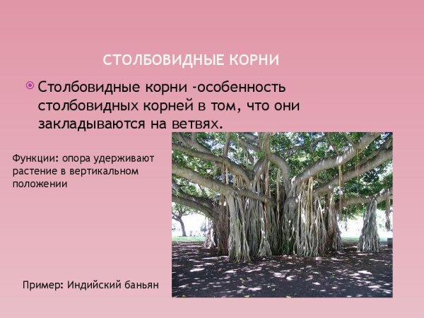 Схема видоизменения корней