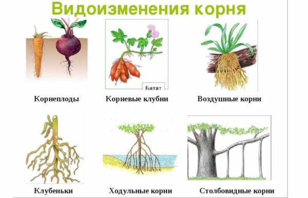 Видоизменения корней ходульные корни