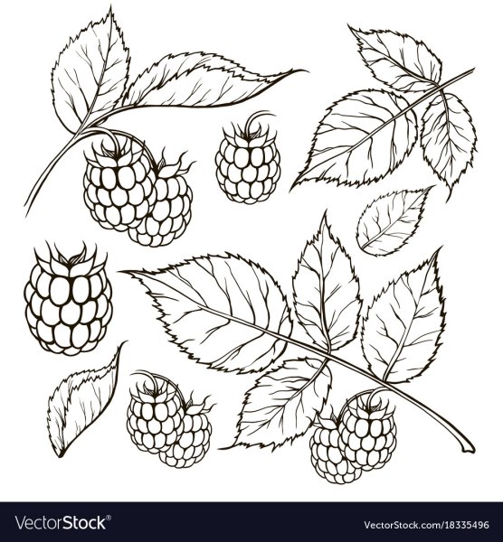 Куст малины рисунок