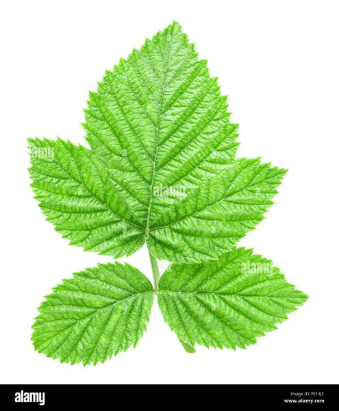 Листья малины на белом фоне