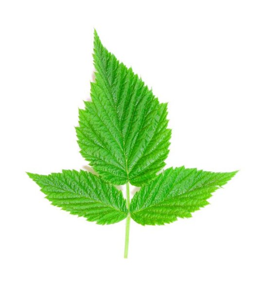 Лист малины раскраска