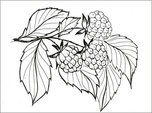 Раскраска ягоды ежевика