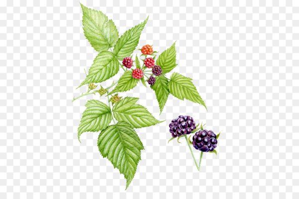 Лекарственные растения раскраска для детей