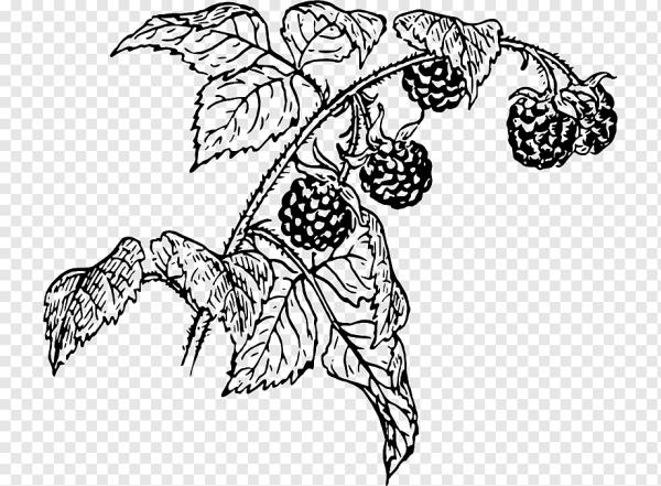 Малина рисунок