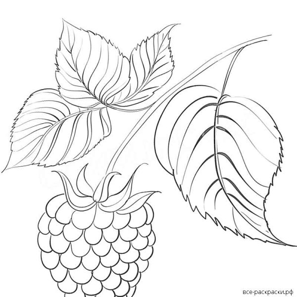 Ягоды гравюра